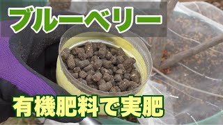 ブルーベリー　有機肥料で実肥　その前に酸度計測