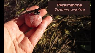 Diospyros virginiana- Texas Native Persimmons