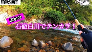 【石徹白川でテンカラ】石徹白の洗礼！