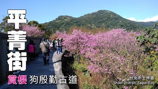 陽明山平菁街櫻花開了, 順遊幽雅怡人的狗殷勤古道