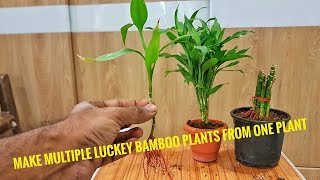 how to propagate luckey bamboo/ एक luckey bamboo प्लानट से कैसे बनाएँ 3 से 4 नये plants?