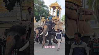 ನಡಿಗೆಯಲ್ಲಿ ಅರ್ಜುನನನ್ನು ಹೋಲುವ ಧನಂಜಯ ಆನೆ #dasaravideos #elephant