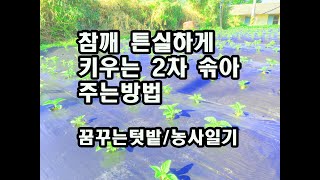 참깨 튼실하게 키우는 2차 솎아 주는방법