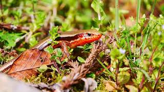 繁殖期のニホントカゲ Plestiodon japonicus 雄