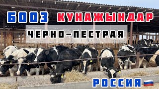 БООЗ КУНАЖЫНдар келиптир🤚🏼СҮТ БАГЫТЫ🐄ЧЕРНО-ПЕСТРАЯ породасы👍🏻сандан-сапатка