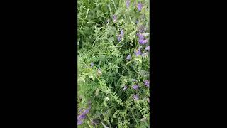 Weed Flower called Bird Vetch