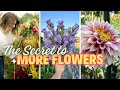 Succession Planting Cut Flowers: Everything You Ought to Know to Extend Your Harvest this Season!