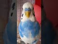 換羽期で 正面顔が ぶちゃかわ ♡ ぶちゃかわ だった ルートちゃん ♂　 shorts インコ セキセイインコ ルートくん