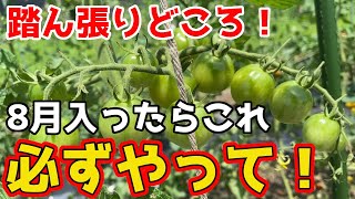 【トマト】8月に入ったら必ずするべき作業を紹介します。【家庭菜園】