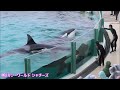 ラビーちゃんとルーナちゃん共演かわい～ * ▽ 鴨川シーワールド シャチ kamogawa sea world