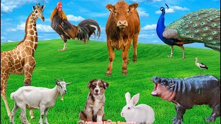 Learn About Animal Food: Chicken, Goat, Giraffe, Hippo, Peacock, Cow - Animal Videos