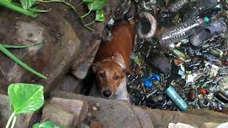 Best Animal Rescues | Human That Saved Animals Lives  | Impressive Animal Rescue