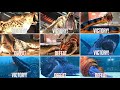 ALL CENOZOIC & ALL AQUATIC VICTORY & DEFEAT SCENE ANIMATION | Jurassic World The Game