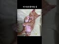 배 보여주는 고양이 길냥이 새끼고양이 고양이브이로그 고양이 kitten cat cute