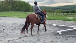 Stephanie Jennings and Ada -  Another Turn Tack Virtual Show 1:  Dressage (Professional)