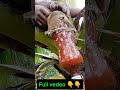 Successful!! Coconut Toddy Making  #nativewine #coconuttoddy #coconutwine