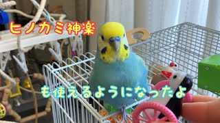 ヒノカミ神楽を使うセキセイインコむぎちゃん#ヒノカミ神楽