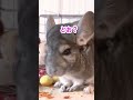 チンチラのすごい能力！🐭チンチラのおしるちゃん