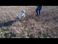 hank the hunting dog