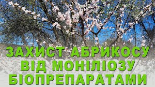 ОСОБЛИВОСТІ захисту АБРИКОСУ від МОНІЛІОЗУ біопрепаратами в період підвищеної загрози - цвітіння