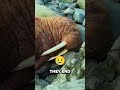 walruses jumping off cliffs 😱😢