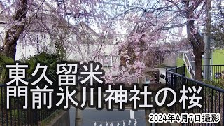 【4K】東久留米・門前氷川神社の桜（2024年4月7日）