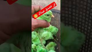 طريقة تلوين الكتاكيت 🐥😱 #تربية_الدجاج_البلدي #الزراعة #تربية_الدجاج_على_سطح_المنزل #مشروع_مربح_جدا