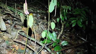 KLINIK ber PUAKA di Hutan SEPI