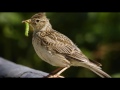 skylark bird call bird song