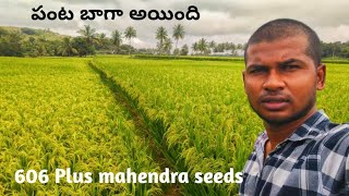 606 plus mahendra seeds || వరి పంట చాలా బాగా అయింది || 90 రోజులు మాత్రమే ఈ పంట అవుతాది.