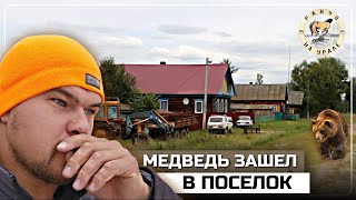 Выгоняем из поселка медведя | Ставим электропастуха по всему периметру хозяйства | Деревенские будни