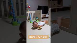 223일 마니짱. 기지 않는 마니짱 이유는? 날고 싶어서?ㅋㅋ 놉! 구르기만 가능ㅋㅋ230907(7개월)