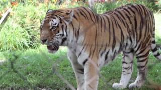 Tigers at the Granby Zoo