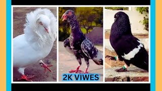 Pigeon Videos Kabutar TikTok Pgeon Shorts 46 Malik @UstadBilapigeonclub