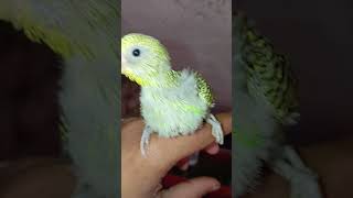 আমার পাখির নতুন বাচ্চা টা;#birds #birdslover #মাশাআল্লাহ #shorts#foryoupage