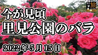 【今が見頃】市川市里見公園のバラ【訪問日：22年5月15日】