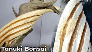 How to create a Tanuki Bonsai Bonsai in the world