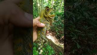 bunglon iguana