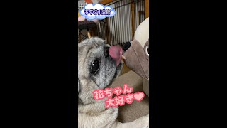 #shorts パグの花ちゃんをペロペロするパグ ＃Pug　This pug laps Hana-chan.