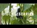 In Season Now | Huckleberries