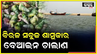 ମିଳନ ପୂର୍ବରୁ ମରଣ..ସାମୁଦ୍ରିକ ବିରଳ ସବୁଜ ଶାମୁକାର ହେଉଛି ବେଆଇନ ଚାଲାଣ.. ନିଘୋଡ଼ ନିଦ ରେ ବନ ବିଭାଗ ।