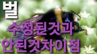 이쁜호박만들기   수정된것과안된것차이 벌수정 뒤영벌수정