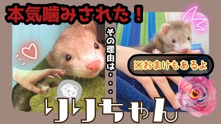 りりに本気噛みされてしまった。【フェレット】【多頭飼い】