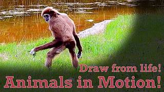 Draw from Life - Animals in Motion #72 - Gibbon
