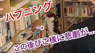 【ハプニング猫】ぬこ様達と遊ぶDaiGo氏だったが...【メンタリストDaiGo切り抜き】