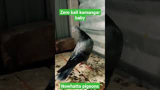 kamangar baby zero kali #nowhattapigeons