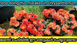 Avoid this 7 Mistakes in Chrysanthemum | ജമന്തി ചെടിയിൽ ഒഴിവാക്കേണ്ട 7 തെറ്റുകൾ