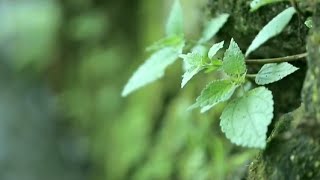 Daily Life at Jing Si Abode - Gratitude for Every Leaf and Blade (精舍日常 - 以感恩心面對眾生)