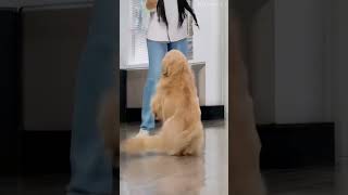 Dog Dancing on the Floor:Playful😂🐾 #dogtricks #trickscute #dogvideos#behaviorfunny Dog #dancingdog