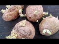 உருளை கிழங்கு ஆபத்து பாருங்க sweet potato side effects in tamil potato health tips in tamil